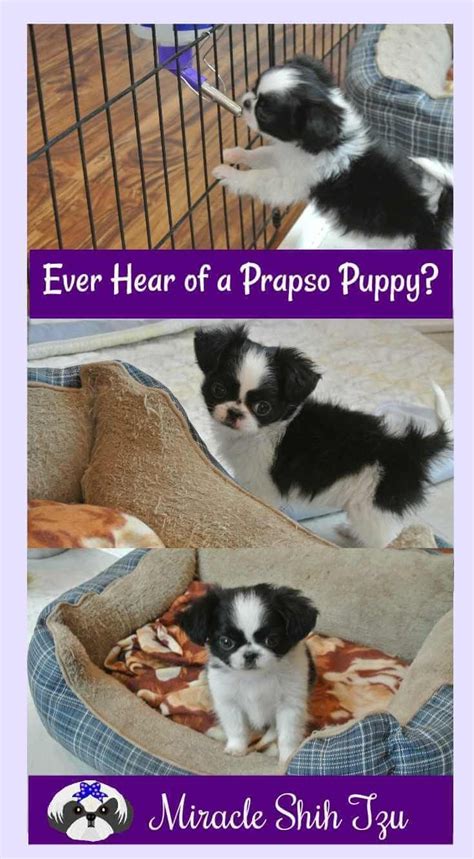Chicago puppies craigslist - QR Code Link to This Post. 3in Datnoids $50ea. post id: 7720950805. posted: 2024-02-24 12:14 ♥ best of